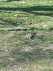 Sciurus carolinensis