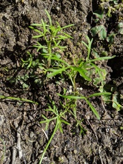 Apiastrum angustifolium