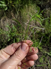 Apiastrum angustifolium