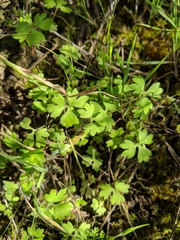Ranunculus hebecarpus