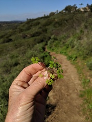 Ranunculus hebecarpus