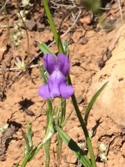 Neogaerrhinum strictum