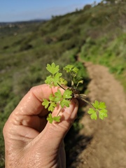 Ranunculus hebecarpus
