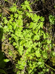 Ranunculus hebecarpus