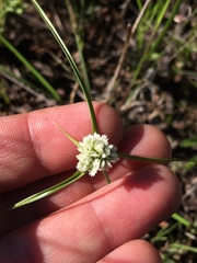 Cyperus seslerioides