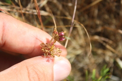 Lomatium utriculatum
