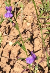 Neogaerrhinum strictum
