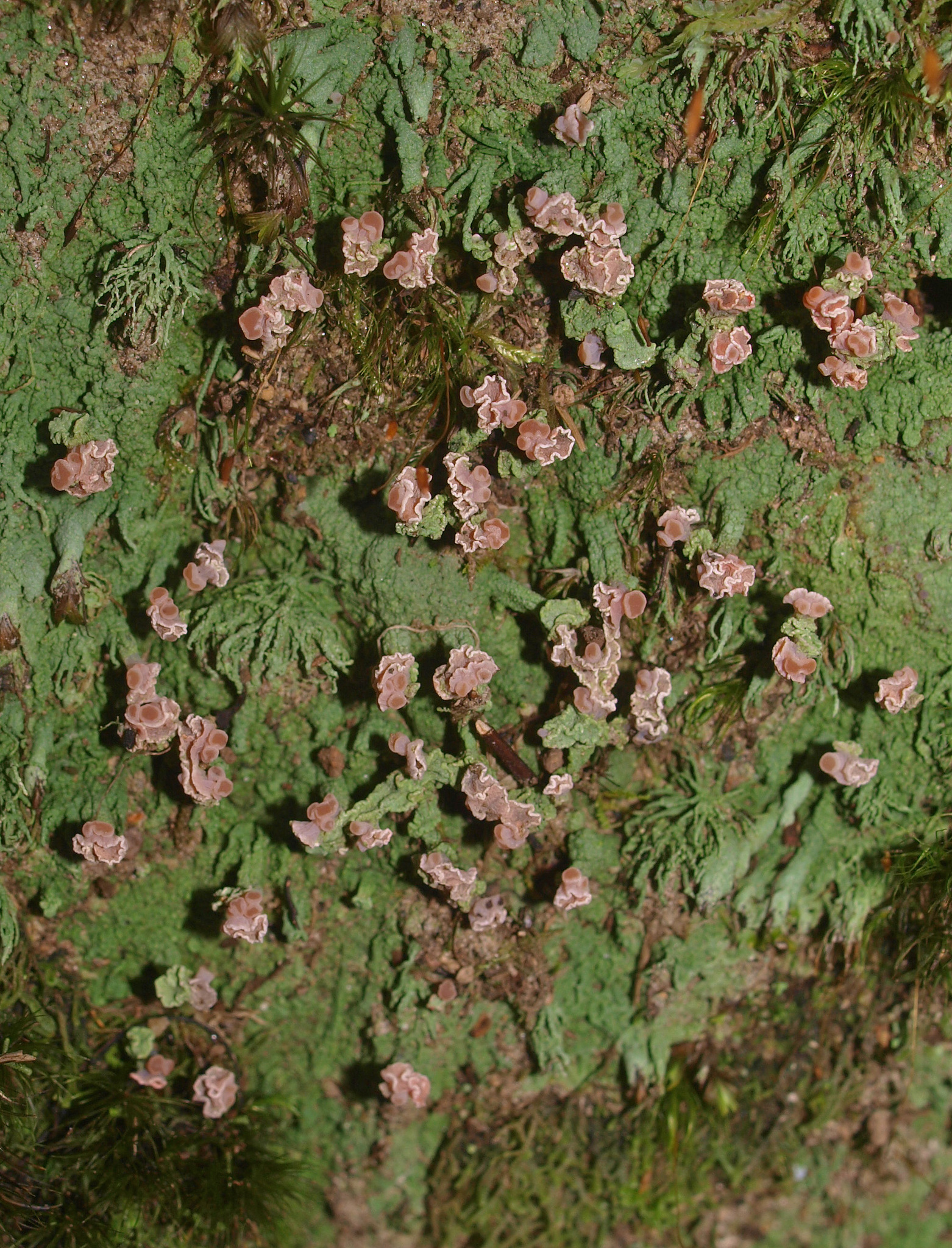 Baeomyces heteromorphus image