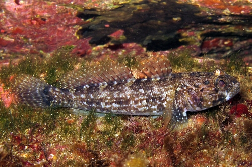 Rock Goby, photo 5 of 10