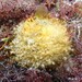 Orange Puffball Sponge - Photo (c) Nicolas Jouault, some rights reserved (CC BY-NC), uploaded by Nicolas Jouault