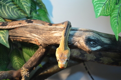 Boiga cynodon