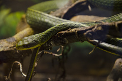 Chironius bicarinatus