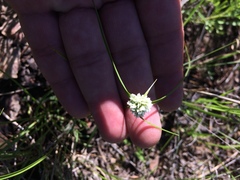 Cyperus seslerioides