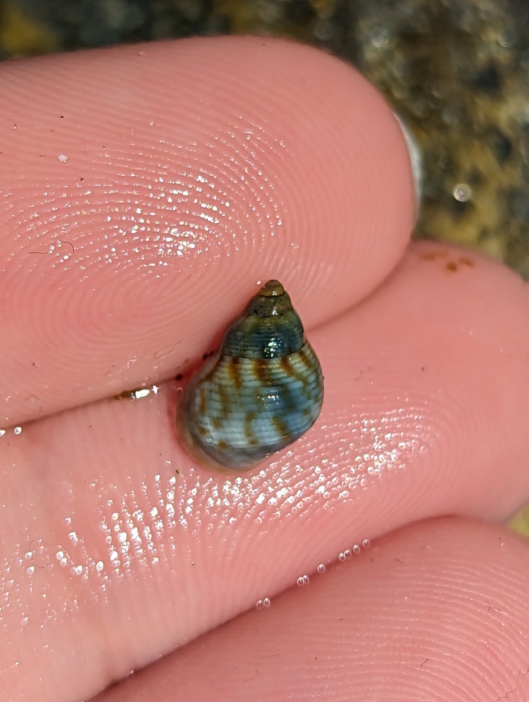 Periwinkle Snails from Garners Beach QLD 4852, Australia on October 14
