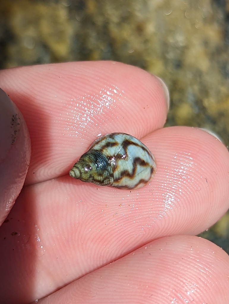 Periwinkle Snails from Garners Beach QLD 4852, Australia on October 14