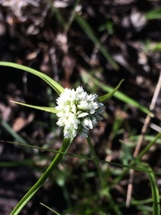 Cyperus seslerioides