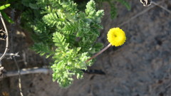 Cotula discolor