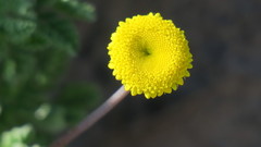 Cotula discolor