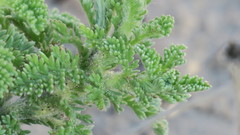 Cotula discolor