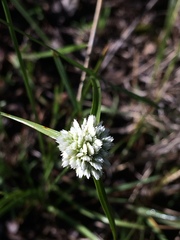 Cyperus seslerioides