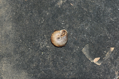 Daedalochila chisosensis