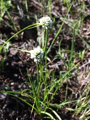Cyperus seslerioides