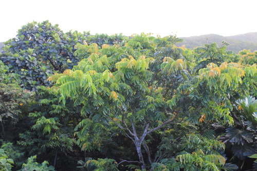 Pometia pinnata
