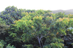 Pometia pinnata