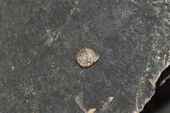 Daedalochila chisosensis