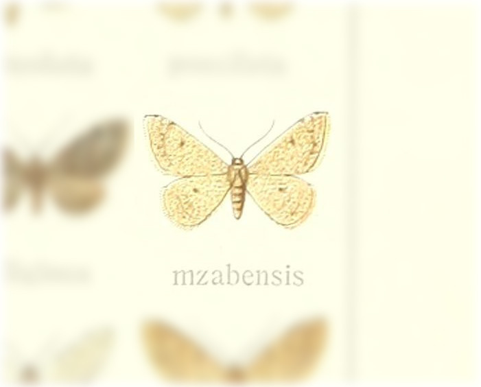Brachyglossina mzabensis