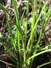 Cyperus seslerioides