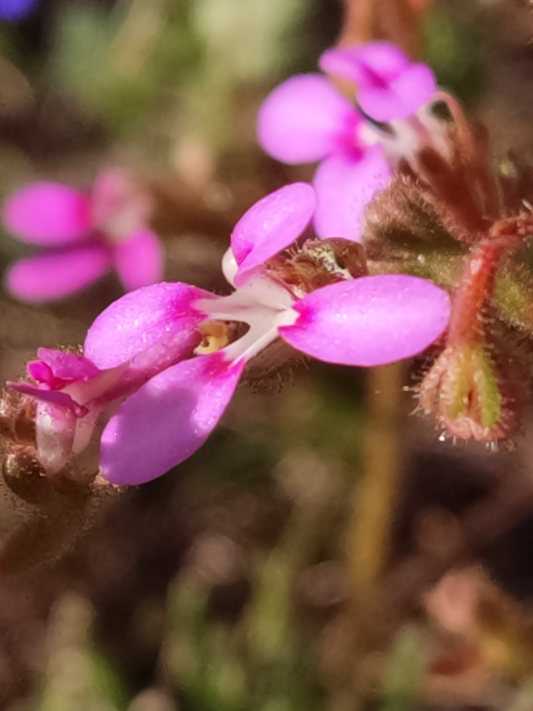 Needle-leaved Triggerplant