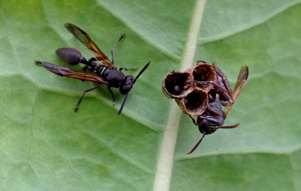 Long-waisted Paper Wasps from Zona rural de Paudalho - Pernambuco on ...