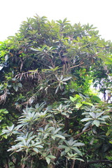 Semecarpus cuneiformis