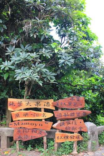 Semecarpus cuneiformis, photograph 1