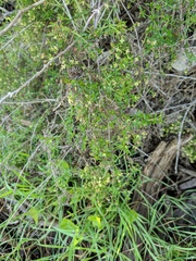 Galium nuttallii