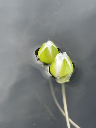 Pygmy Water-lily