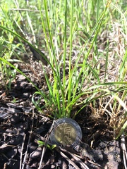 Cyperus seslerioides