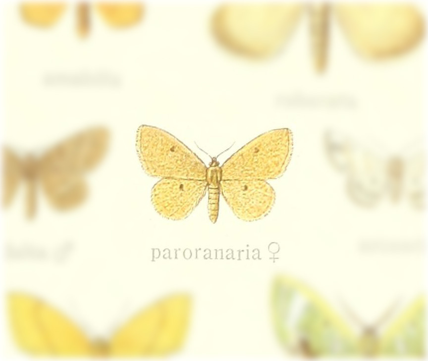 Brachyglossina paroranaria