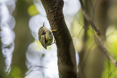 Acanthisitta chloris