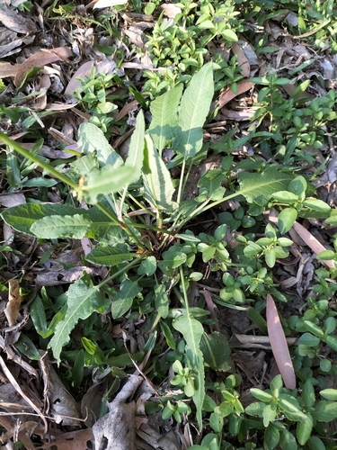 Rumex brownii