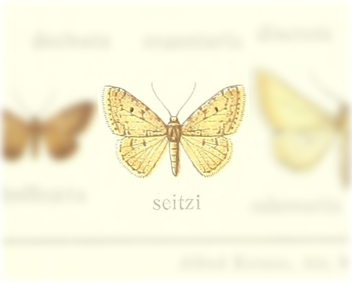 Brachyglossina seitzi
