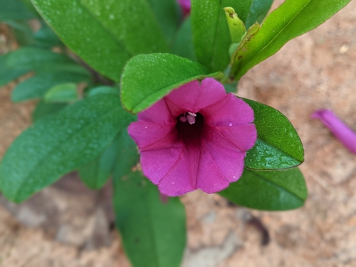 Argyreia cuneata (Argyreia cuneata)