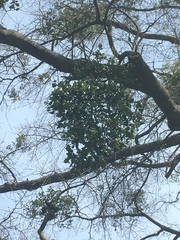 Phoradendron leucarpum