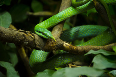 Gonyosoma boulengeri