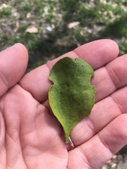 Phoradendron leucarpum