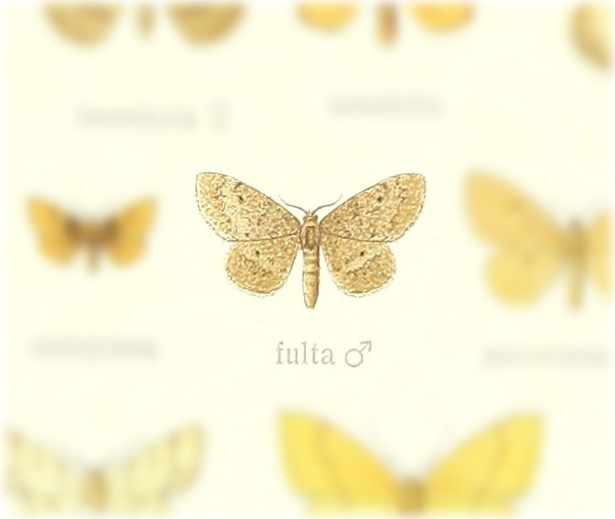 Brachyglossina fulta