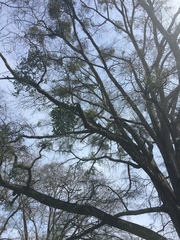 Phoradendron leucarpum