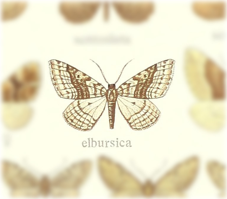 Scotopteryx elbursica