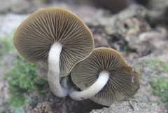Simocybe phlebophora
